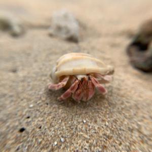 Horseshoe Crab, Sri Lanka